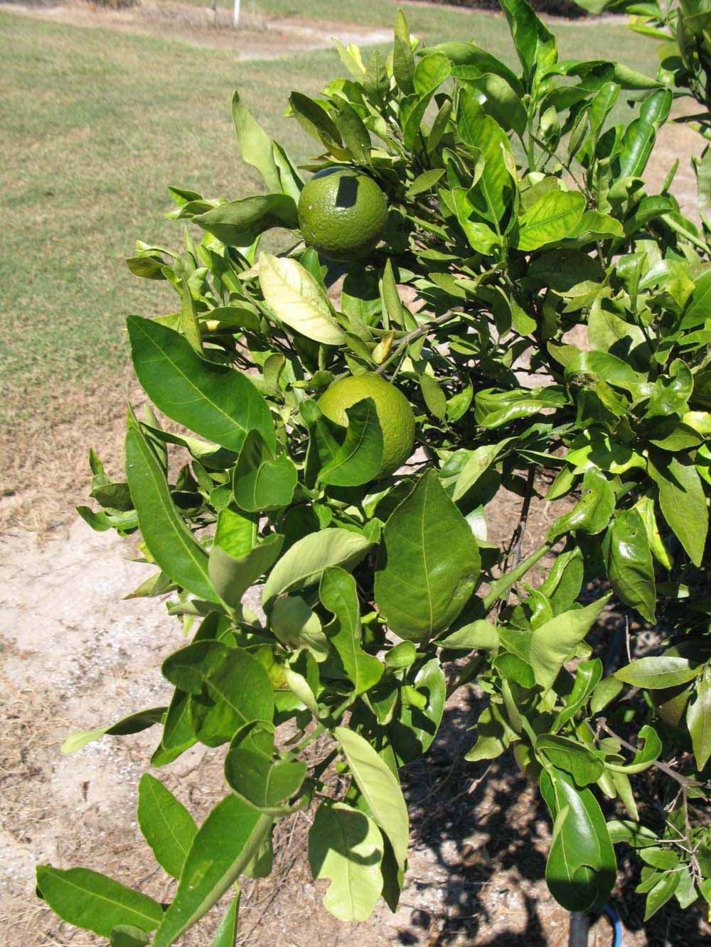              Sun leaves (Winter Haven, FL)       